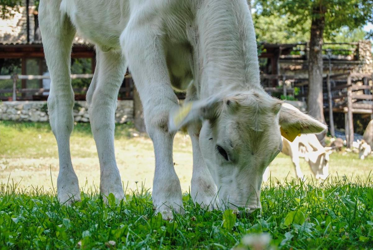 Agriturismo La Ferrera Varco Sabino エクステリア 写真